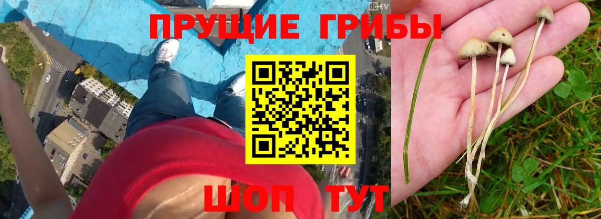 Галлюциногенные грибы мухоморы Саянск